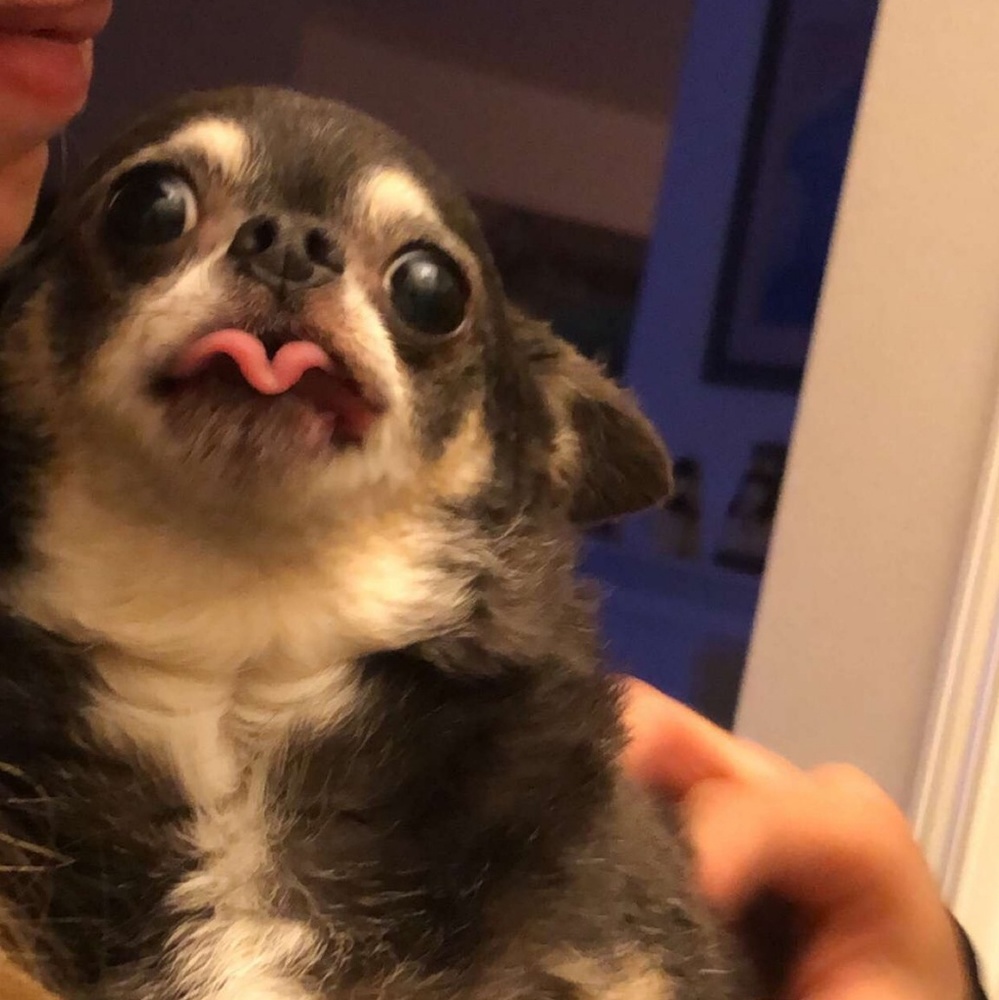 Meet your Posher, Stella